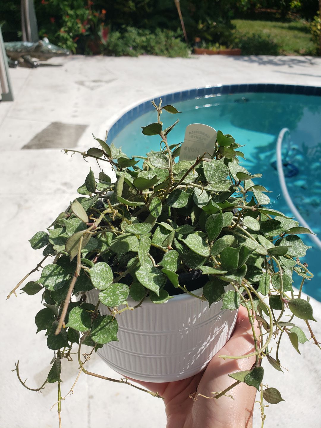 Customer photo review of 4" Hoya curtisii