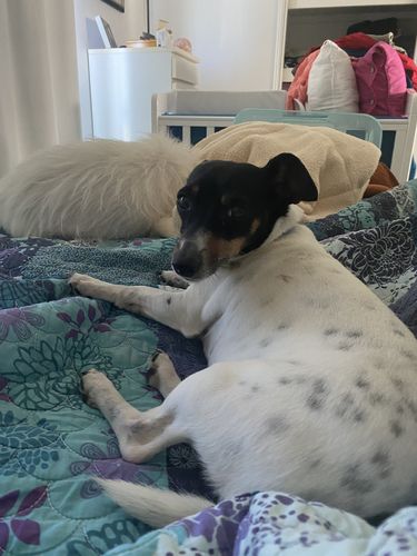 Customer photo review of Tips & Toes - Nose and Paw Balm