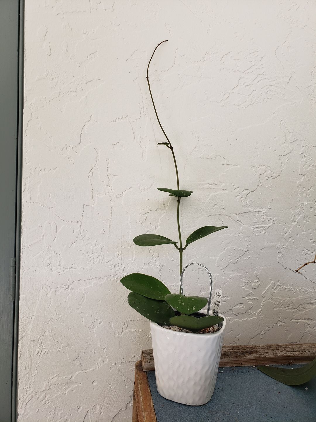 Customer photo review of 3" Hoya obovata