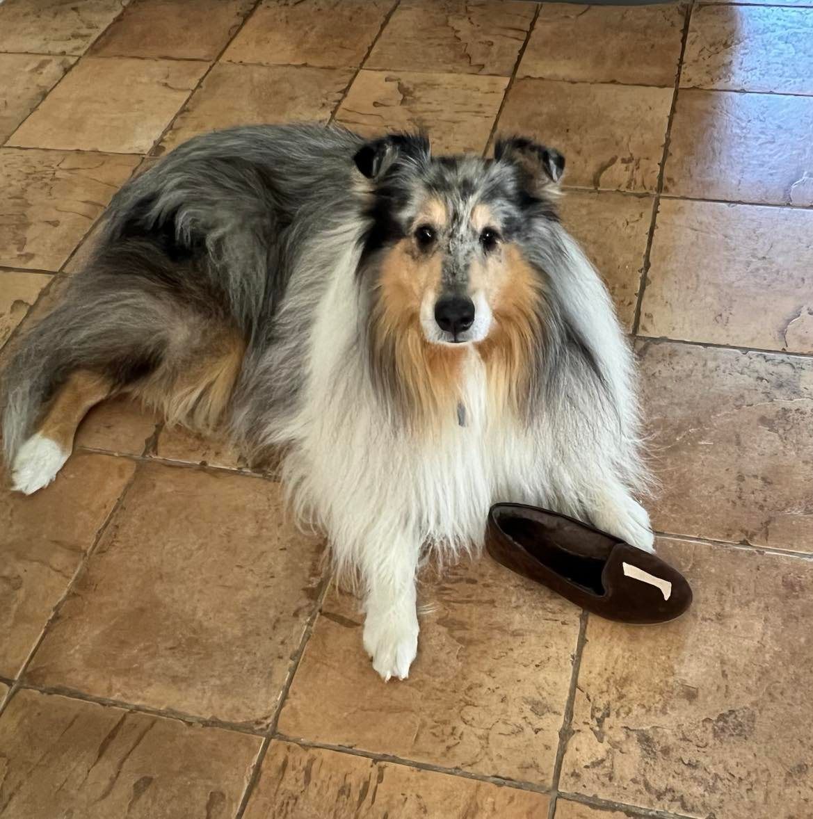 Customer photo review of Augusta Sheepskin Coffee Brown Suede
