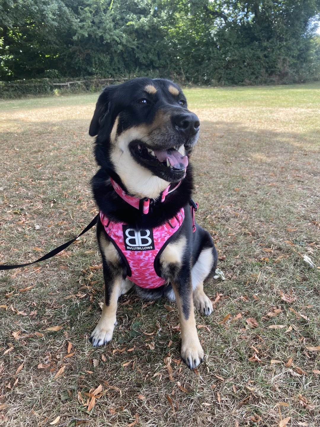 Customer photo review of 5cm Combat® Collar | With Handle & Rated Clip - Bubblegum v2.0