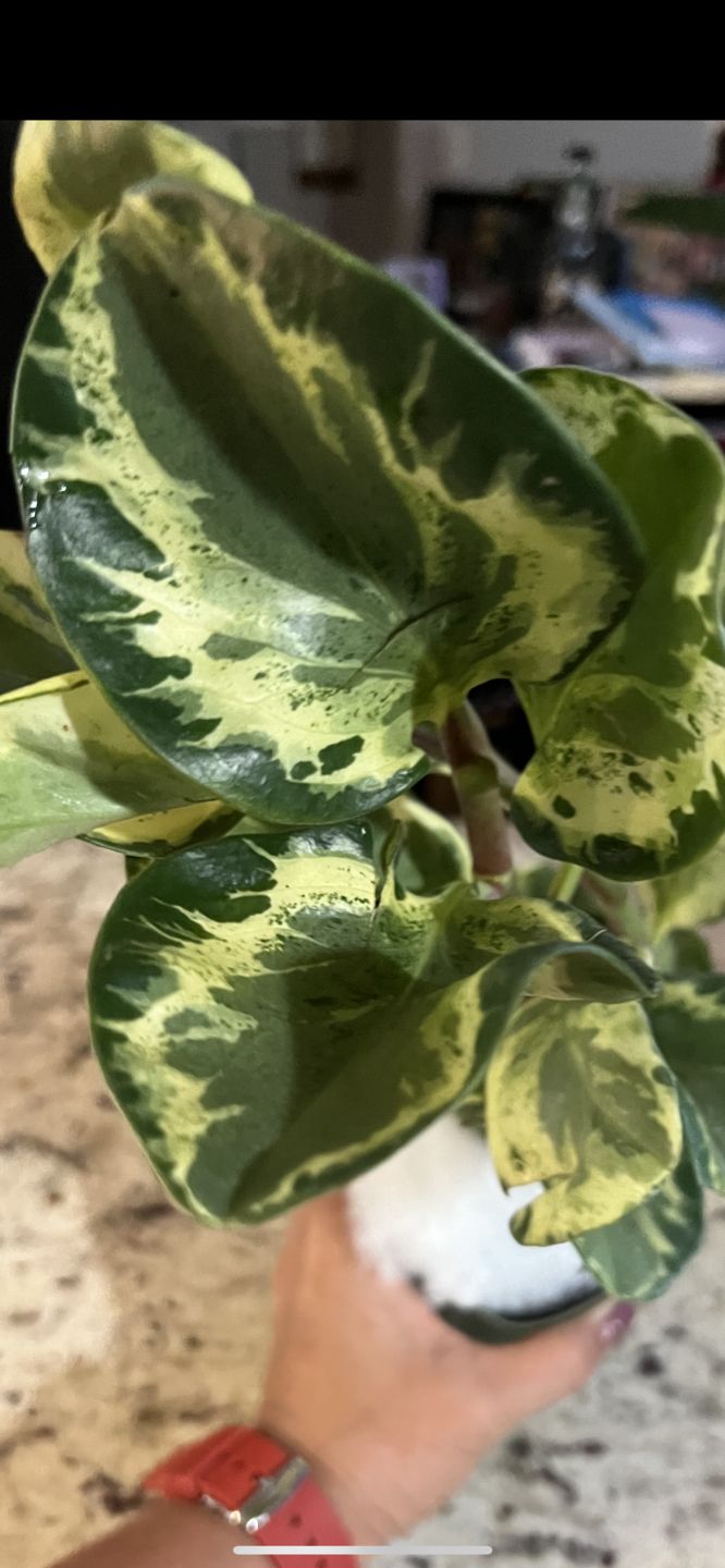Customer photo review of 4" Peperomia obtusifolia 'Golden Gate'