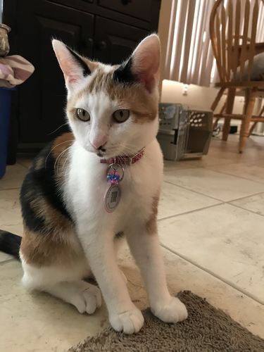 Customer photo review of Teal