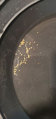 Customer photo review of Nugget Reserve 'MUSEUM SPECIMEN CHASE' - Gold Panning Paydirt Concentrate