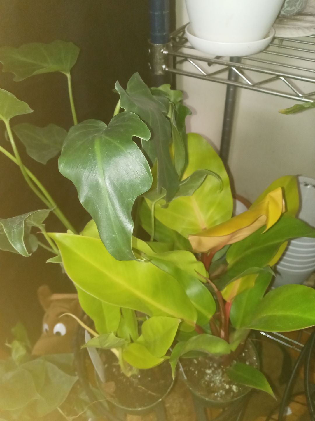 Customer photo review of 4" Philodendron hederaceum