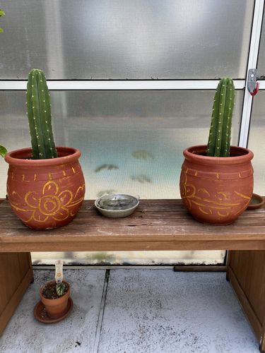 Customer photo review of San Pedro Cactus Cuttings | Echinopsis pachanoi Cuttings