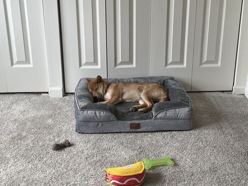 Customer photo review of Orthopedic Dog bed - Waterproof , Foam Sofa with Nonskid Bottom Couch | Pet Bed for Dogs & Cats