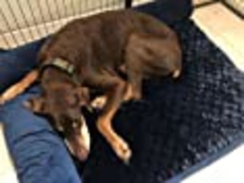 Customer photo review of Pet Bed for Dogs and Cats - Plush and Velvet L-Shaped Chaise Solid Slab Orthopedic Dog Bed
