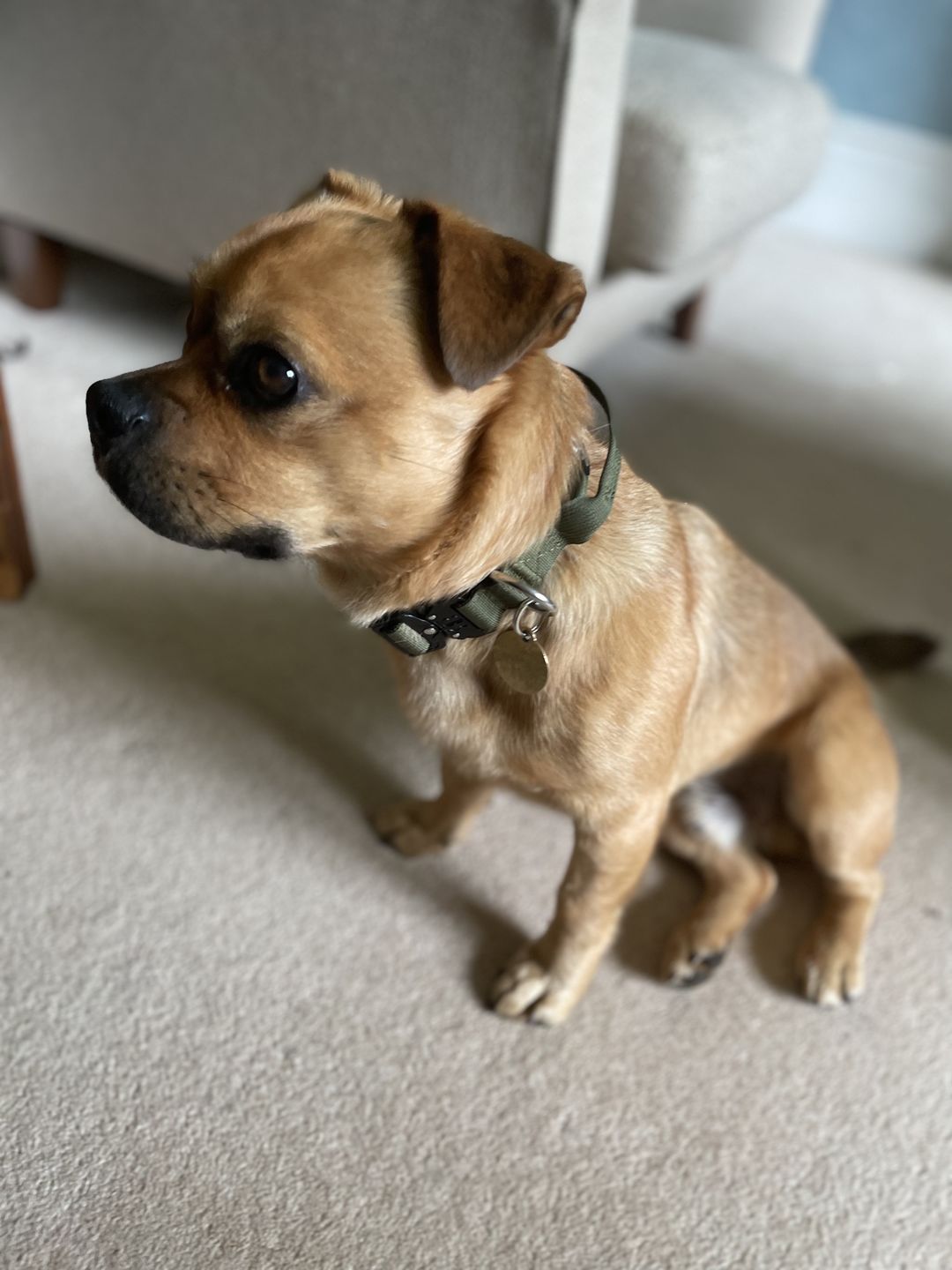 Customer photo review of 2.5cm Combat® Collar | With Handle & Rated Clip - Khaki v2.0