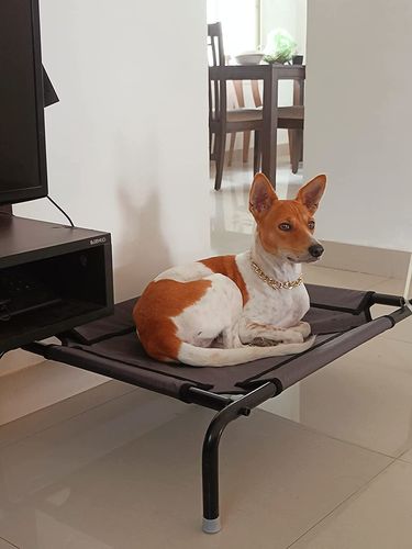 Customer photo review of Cooling Elevated Portable Dog Bed | Raised Dog cot