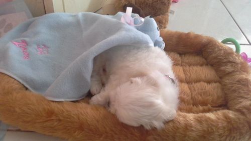 Customer photo review of Comfortable Bolster Pet Bed for Dogs & Cats | Ultra soft Synthetic fur