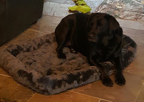 Customer photo review of Comfortable Bolster Pet Bed for Dogs & Cats | Ultra soft Synthetic fur