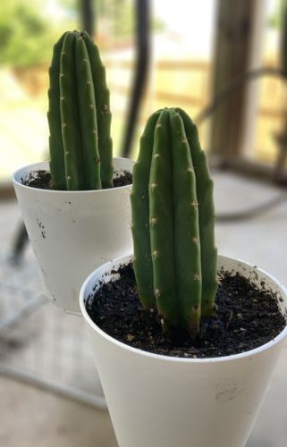 Customer photo review of San Pedro Cactus | Echinopsis pachanoi