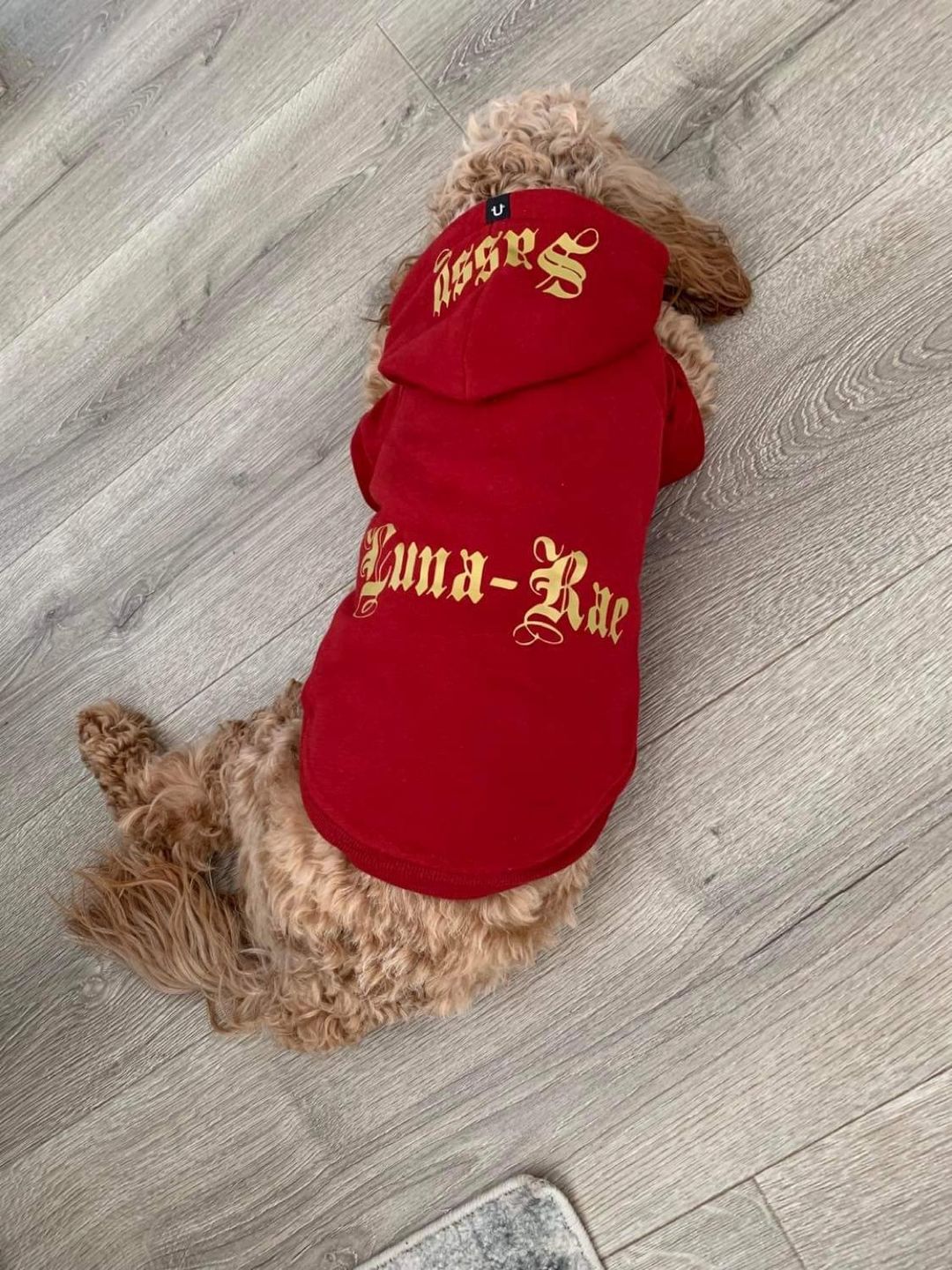 Customer photo review of Gangsta Yapper Dog Hoodie - Personalised