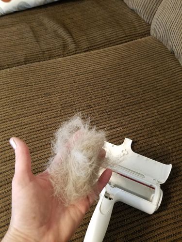 Customer photo review of Pet Hair Remover | Portable, Multi-Surface Lint Roller & Animal Fur Removal Tool