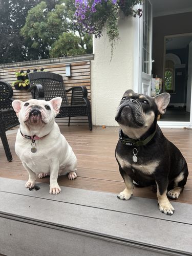 Customer photo review of LITE-25 Collar - Pink (AirTag Collar)