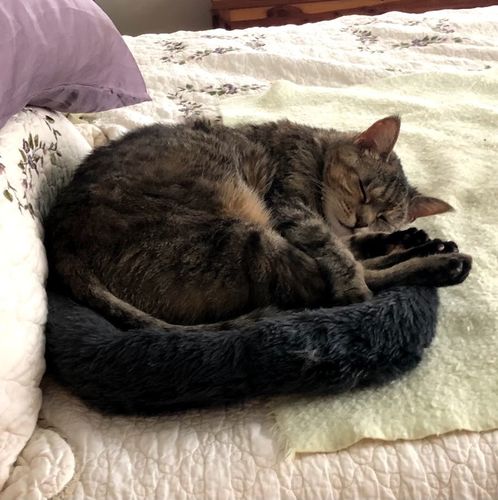 Customer photo review of Comfortable Bolster Pet Bed for Dogs & Cats | Ultra soft Synthetic fur