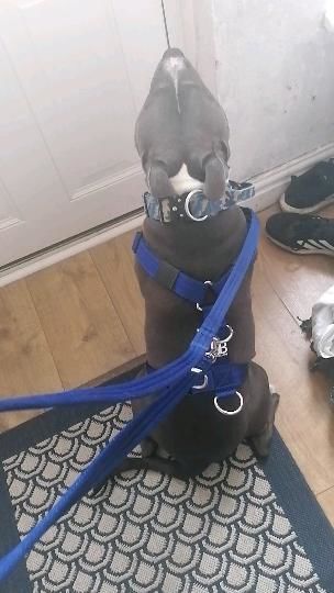 Customer photo review of Double Ended Training Lead | All Breeds - Durable & Soft 2m Lead - Blue