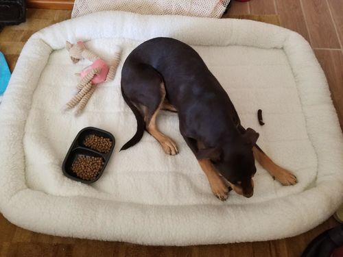 Customer photo review of Comfortable Bolster Pet Bed for Dogs & Cats | Ultra soft Synthetic fur