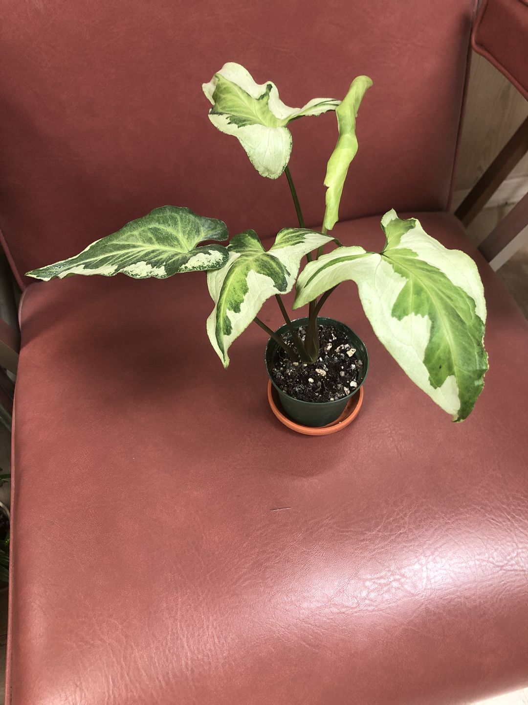 Customer photo review of 3" Syngonium podophyllum 'Three Kings'