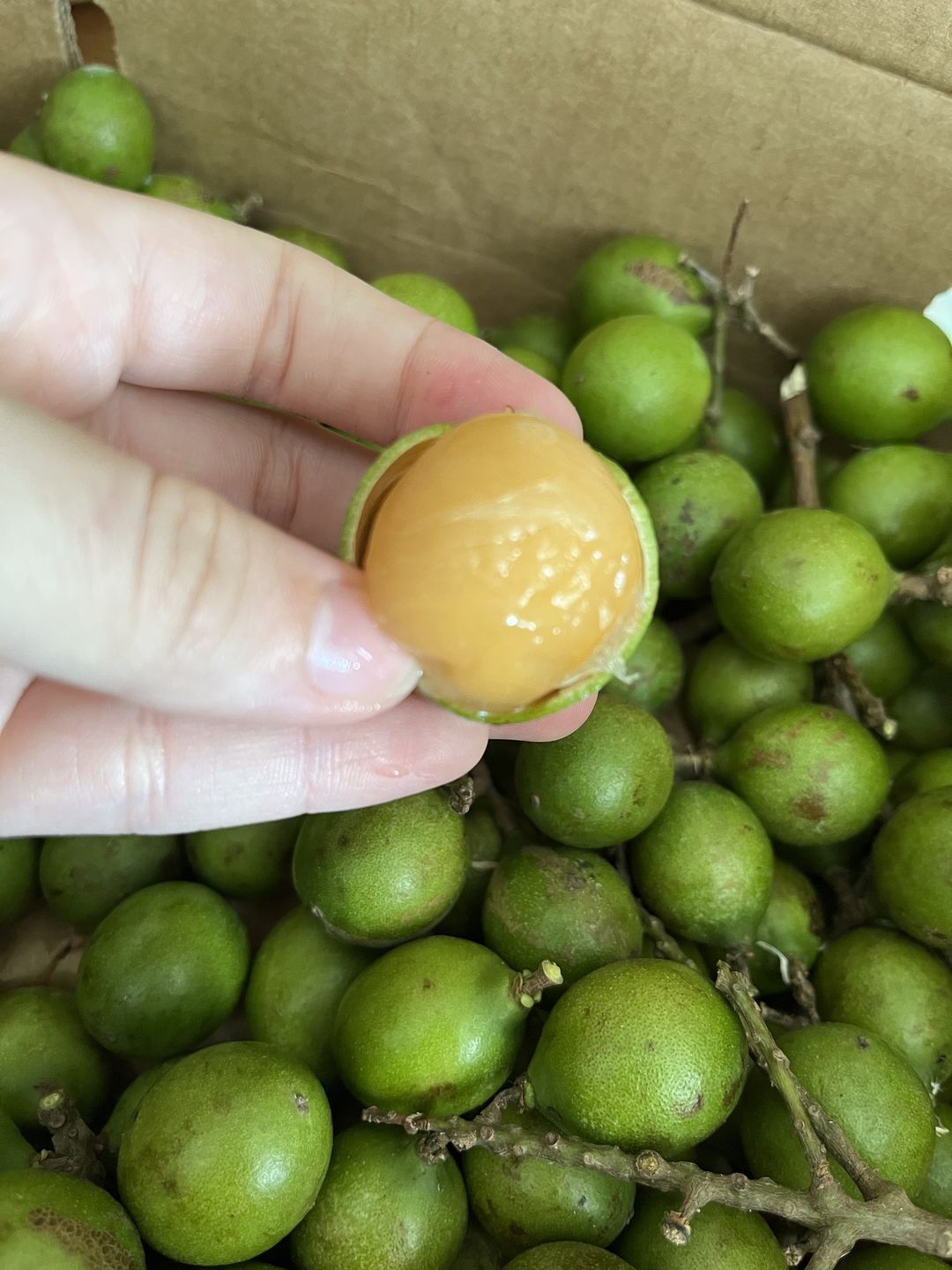 Customer photo review of Mamoncillo (Guinep) Box