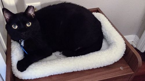 Customer photo review of Comfortable Bolster Pet Bed for Dogs & Cats | Ultra soft Synthetic fur