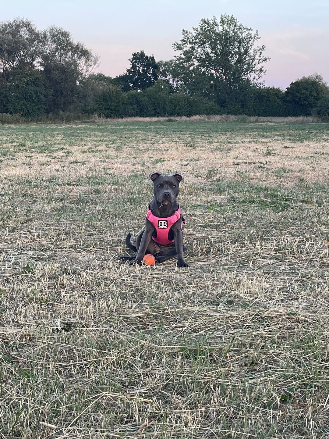 Customer photo review of Premium Comfort Harness | Non Restrictive & Adjustable - Magenta