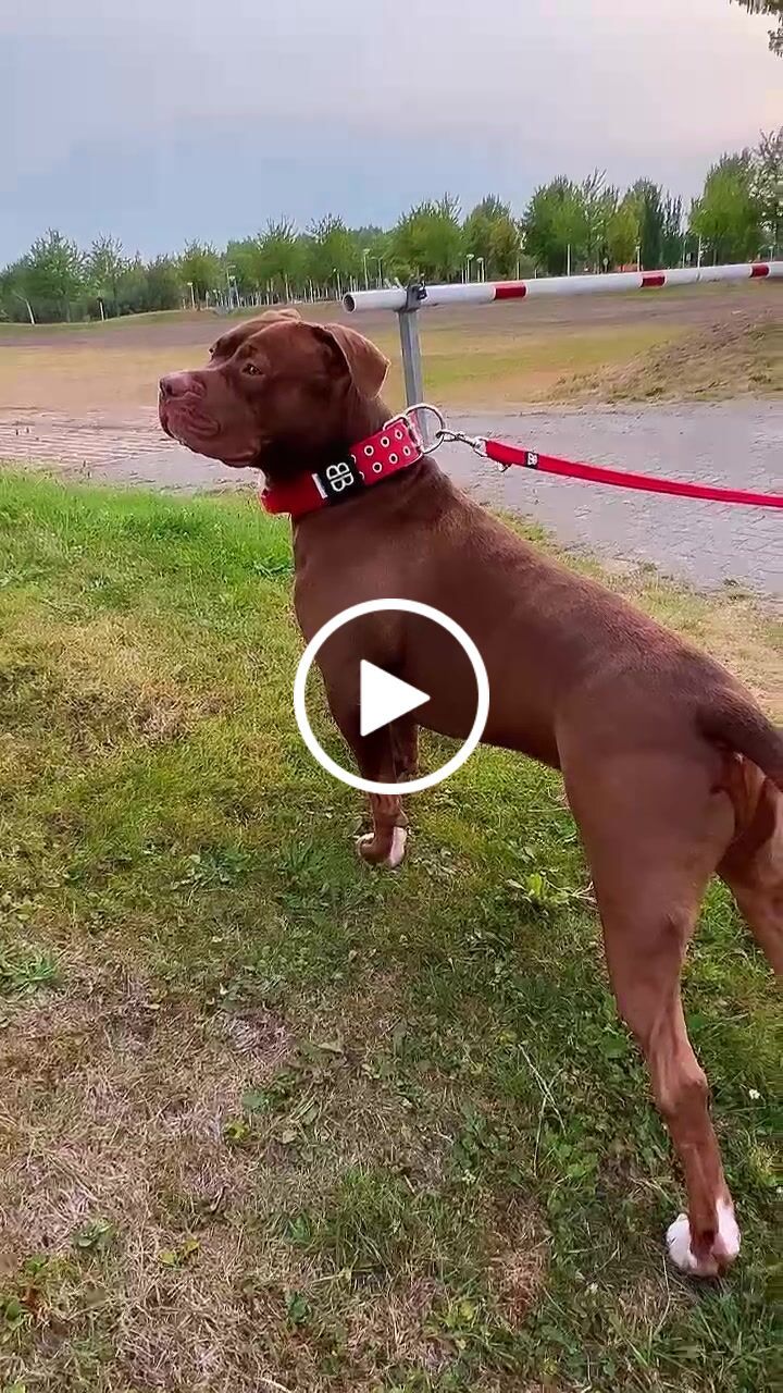 Customer video review of Double Ended Training Lead | All Breeds - Durable & Soft 2m Lead - Red