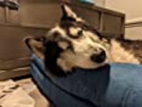 Customer photo review of Pet Bed for Dogs and Cats - Plush and Velvet L-Shaped Chaise Solid Slab Orthopedic Dog Bed