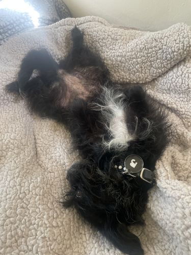 Customer photo review of Black