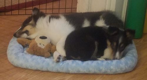 Customer photo review of Comfortable Bolster Pet Bed for Dogs & Cats | Ultra soft Synthetic fur