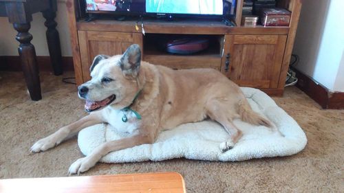 Customer photo review of Comfortable Bolster Pet Bed for Dogs & Cats | Ultra soft Synthetic fur