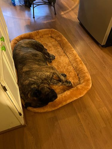Customer photo review of Comfortable Bolster Pet Bed for Dogs & Cats | Ultra soft Synthetic fur