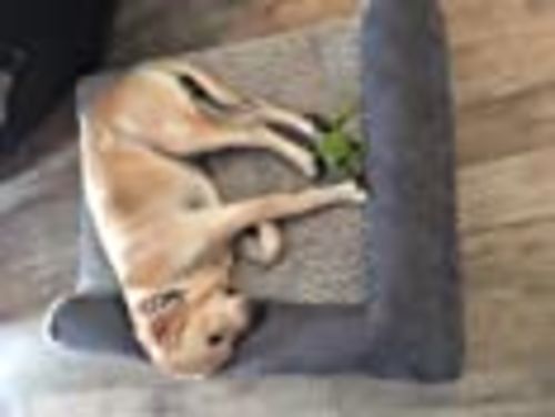 Customer photo review of Pet Bed for Dogs and Cats - Plush and Velvet L-Shaped Chaise Solid Slab Orthopedic Dog Bed
