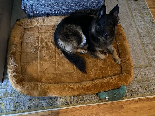 Customer photo review of Comfortable Bolster Pet Bed for Dogs & Cats | Ultra soft Synthetic fur