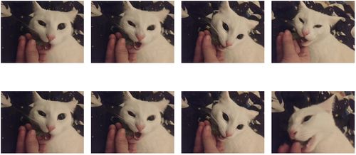 Customer photo review of PURROOM Silver Vine Cat Toy Catnip 8-in-1 Combo