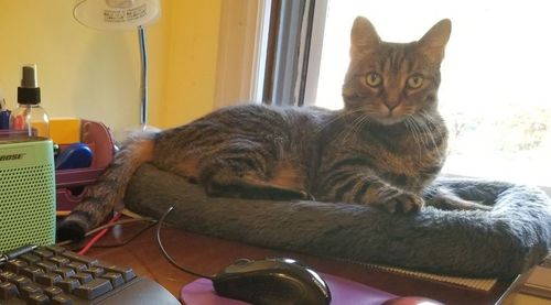 Customer photo review of Comfortable Bolster Pet Bed for Dogs & Cats | Ultra soft Synthetic fur