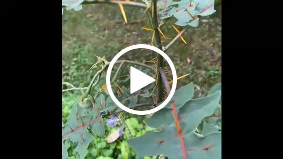 Customer video review of Ancient Soil