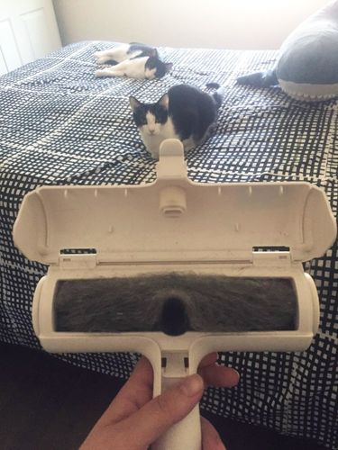 Customer photo review of Pet Hair Remover | Portable, Multi-Surface Lint Roller & Animal Fur Removal Tool