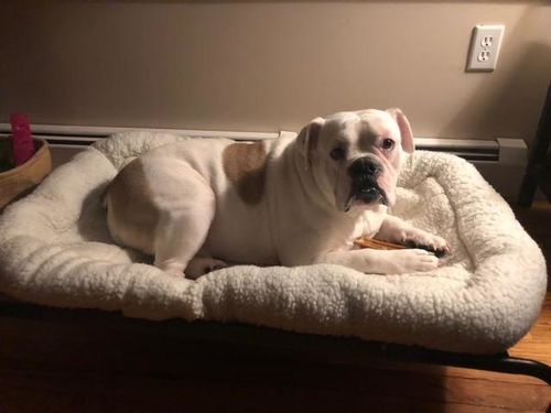 Customer photo review of Comfortable Bolster Pet Bed for Dogs & Cats | Ultra soft Synthetic fur