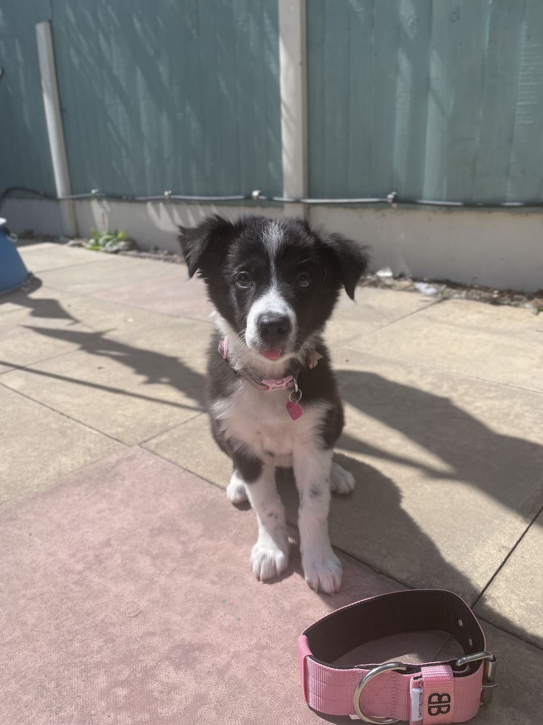 Customer photo review of 5cm Nylon Dog Collar - Pink v2.0