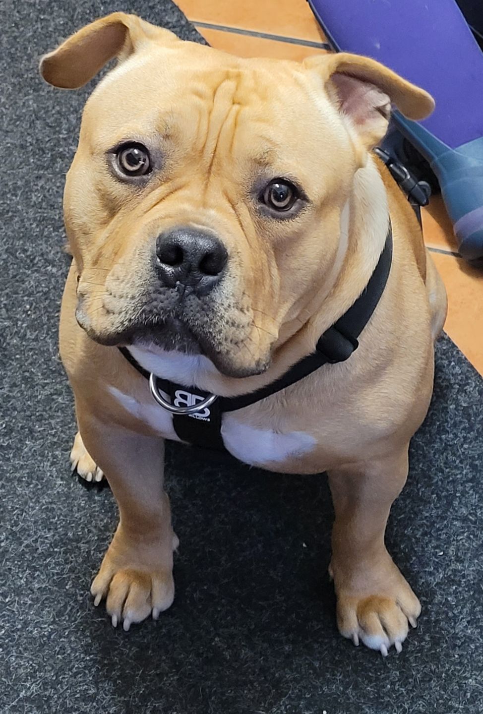 Customer photo review of 5cm RR Collar | Soft Padded & Reflective | Series 2 - Blue