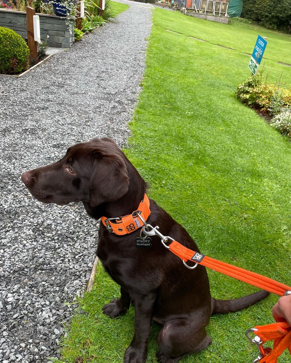 Customer photo review of Double Ended Training Lead | All Breeds - Durable & Soft 2m Lead - Orange