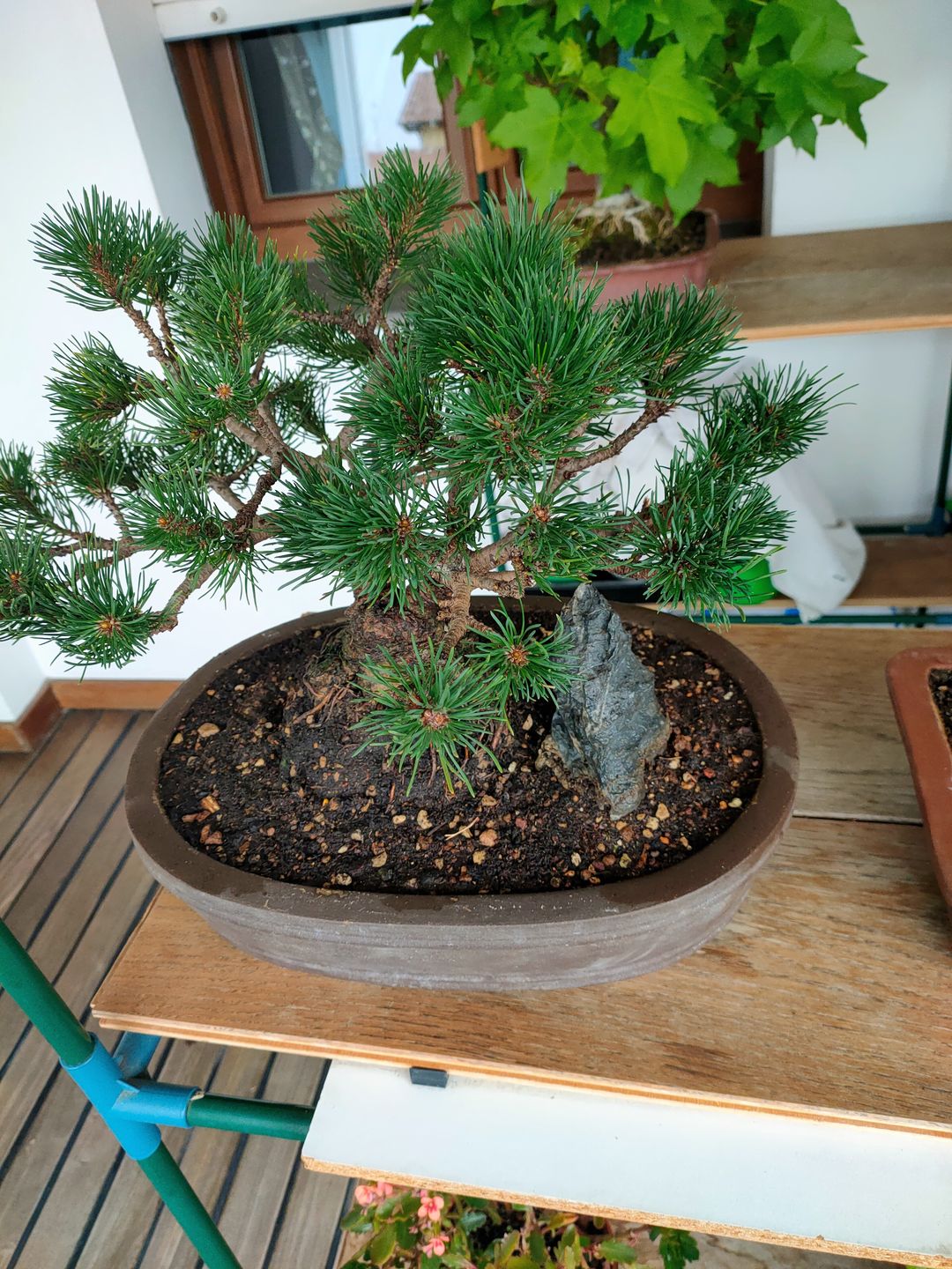 Customer photo review of KRIPTON CB® (Probiotico professionale per bonsai)