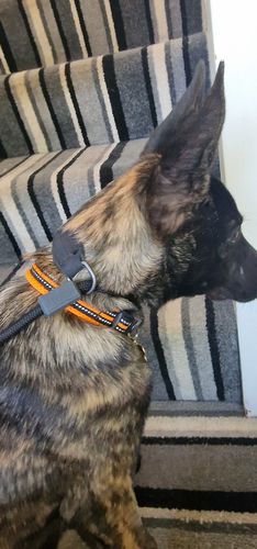 Customer photo review of Ragnar Slip Leash
