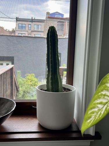 Customer photo review of San Pedro Cactus | Echinopsis pachanoi