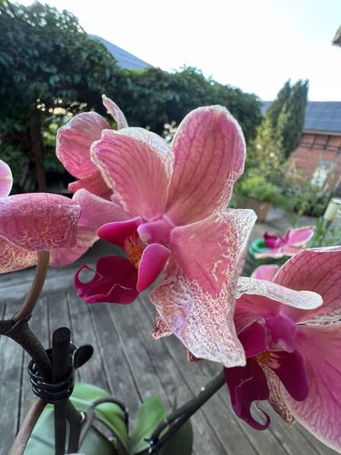 Customer photo review of Große Two of Us Orchideen Farbmix mit 2 Stielen im 3er Set