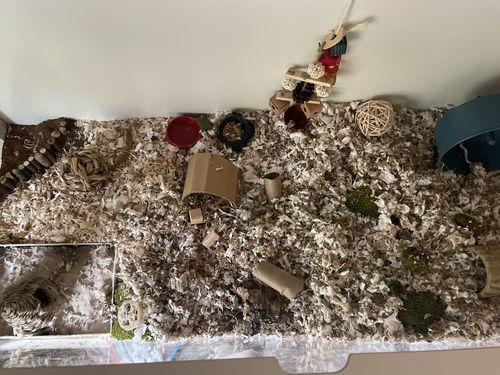 Customer photo review of Niteangel Bigger World MDF Terrarium Aspen Poplar Wooden Enclosure for Syrian and Dwarf Hamsters