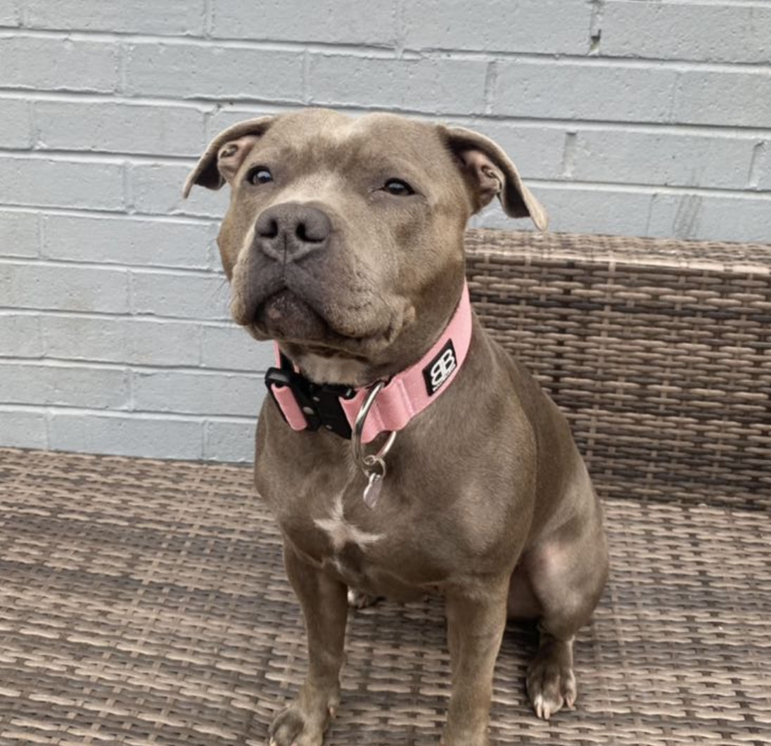 Customer photo review of 5cm Combat® Collar | Rated Clip - NO HANDLE - Pink v2.0