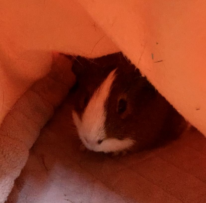 Customer photo review of GuineaDad Liner - Smaller Size Fleece Liner Without Pockets